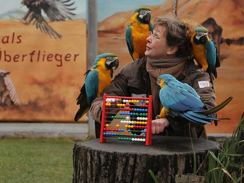 Kerstin Decker und die Aras in der Showarena vom Zoo Hannover.