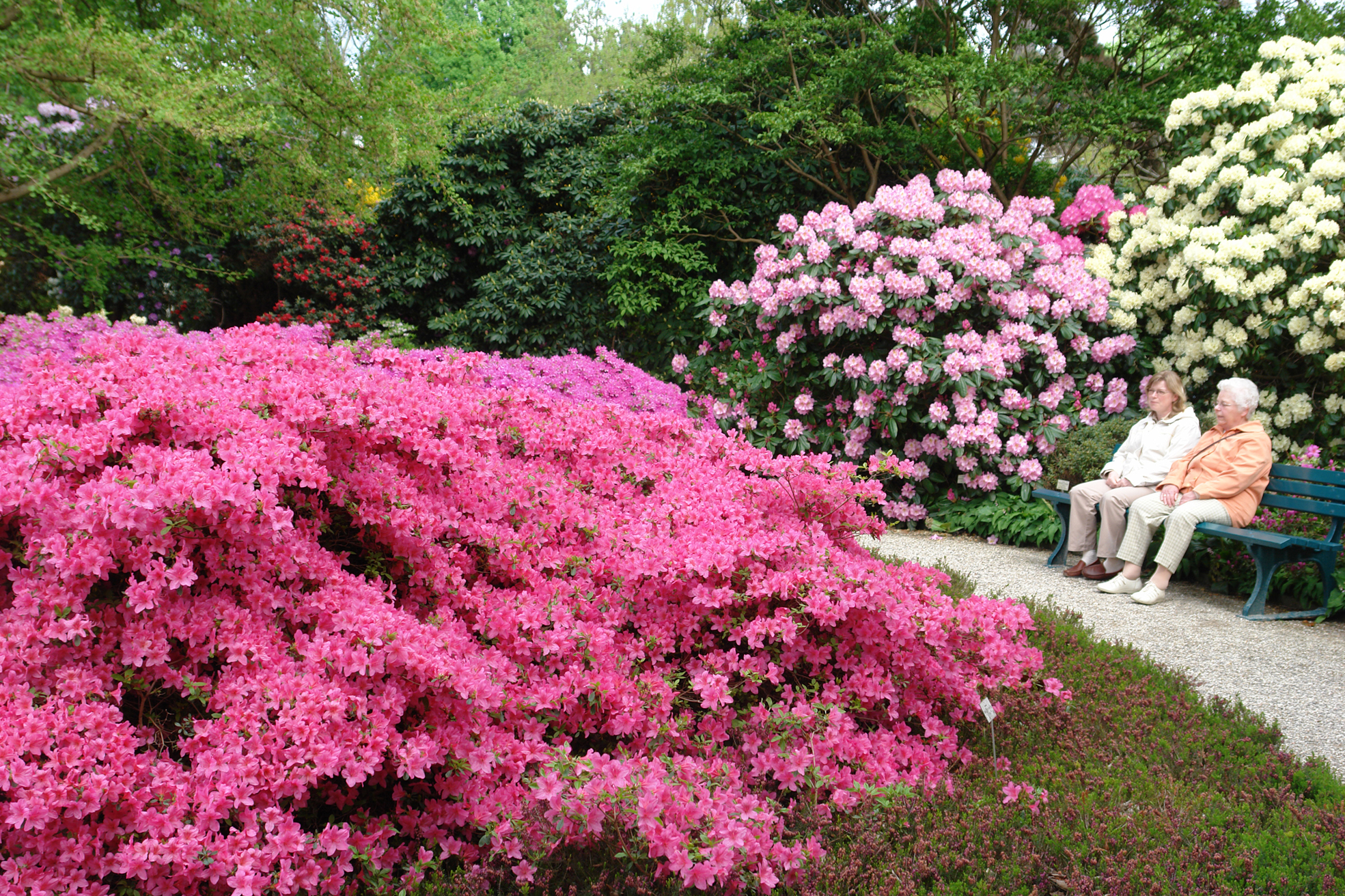 Blühende Rhododendren-Sträucher im Berggarten Hannover.