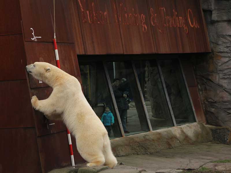 Eisbär Nanuq, Zoo Hannover.
