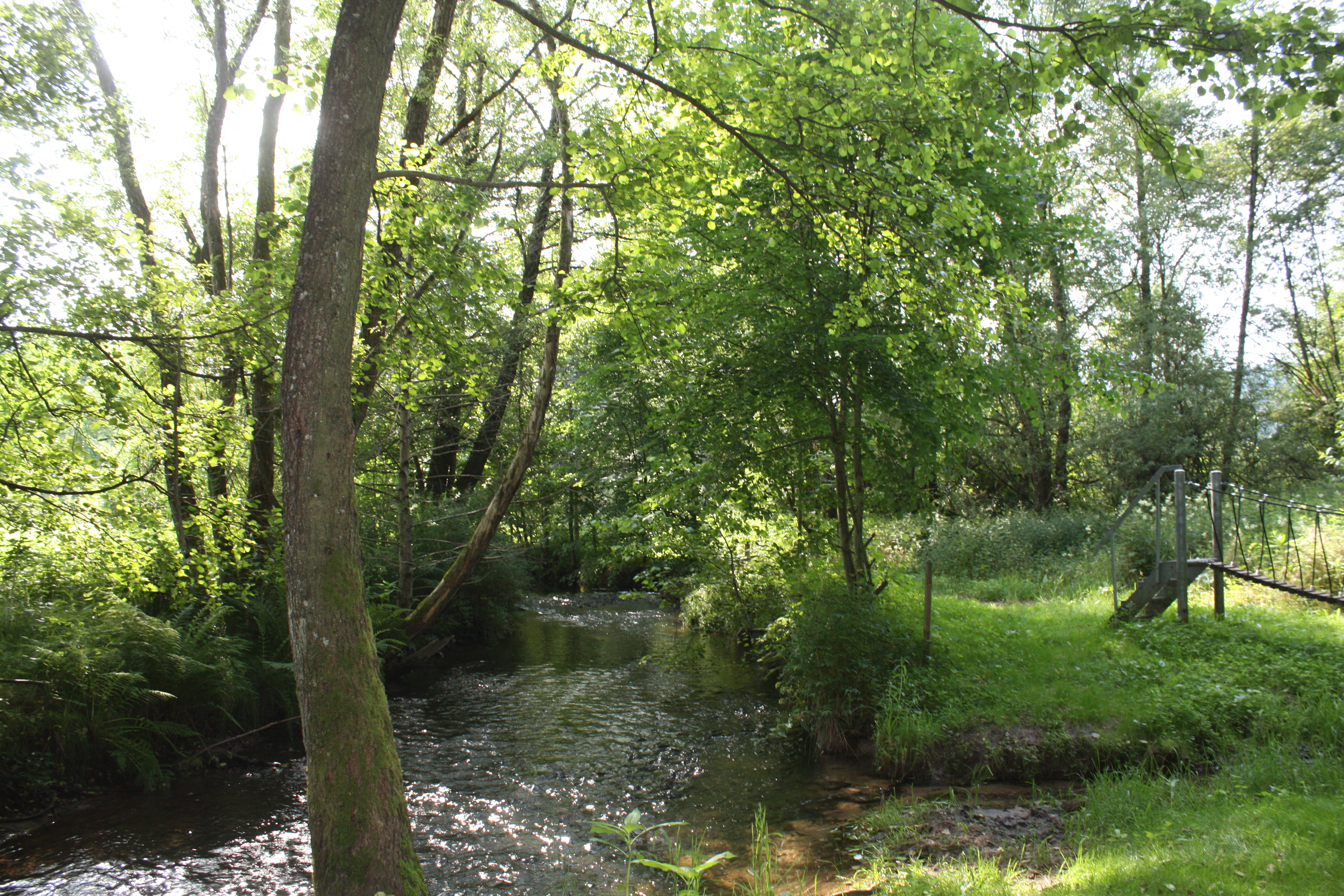 Fluss Lohr Feuchtwiesenerlebnispfad