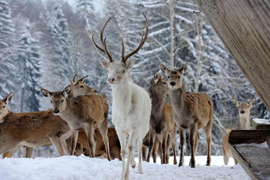 Hirschgehege vom Bergotel Maibrunn, Sankt Englmar.
