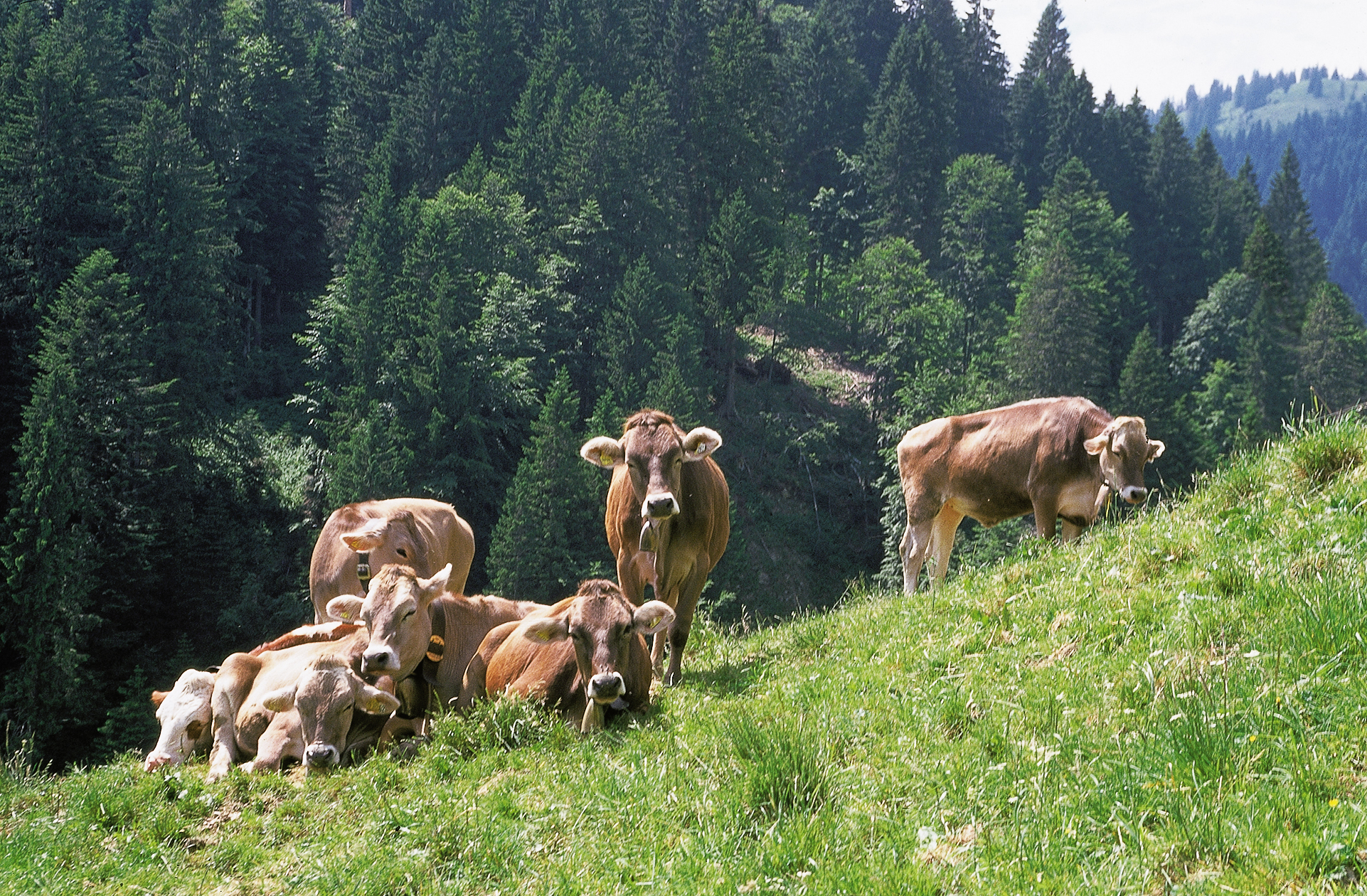 Kühe auf den idyllischen Weiden von Oy-Mittelberg.
