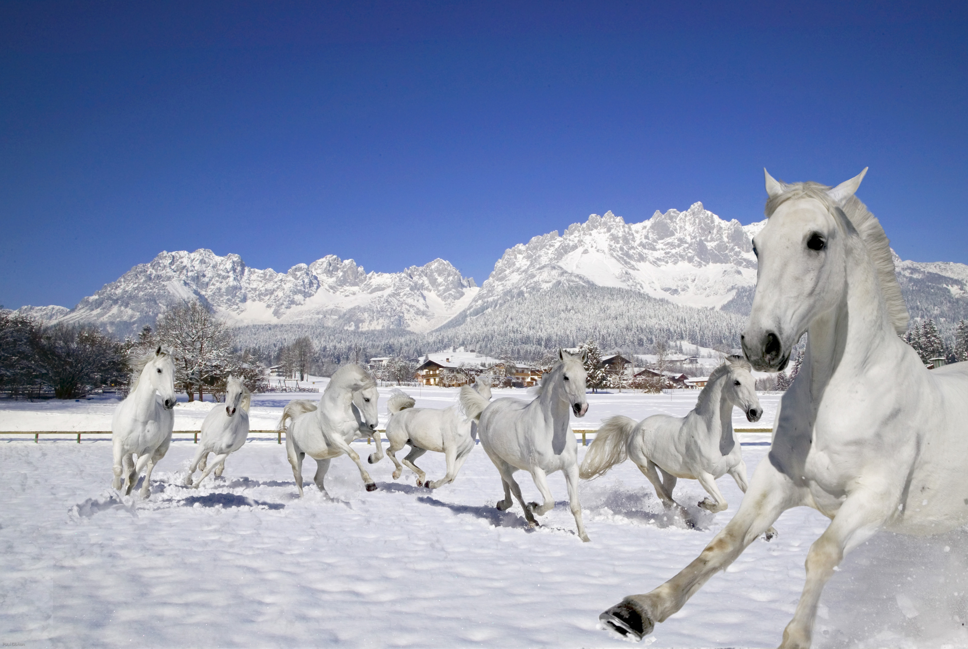 Lipizzaner im Winter.
