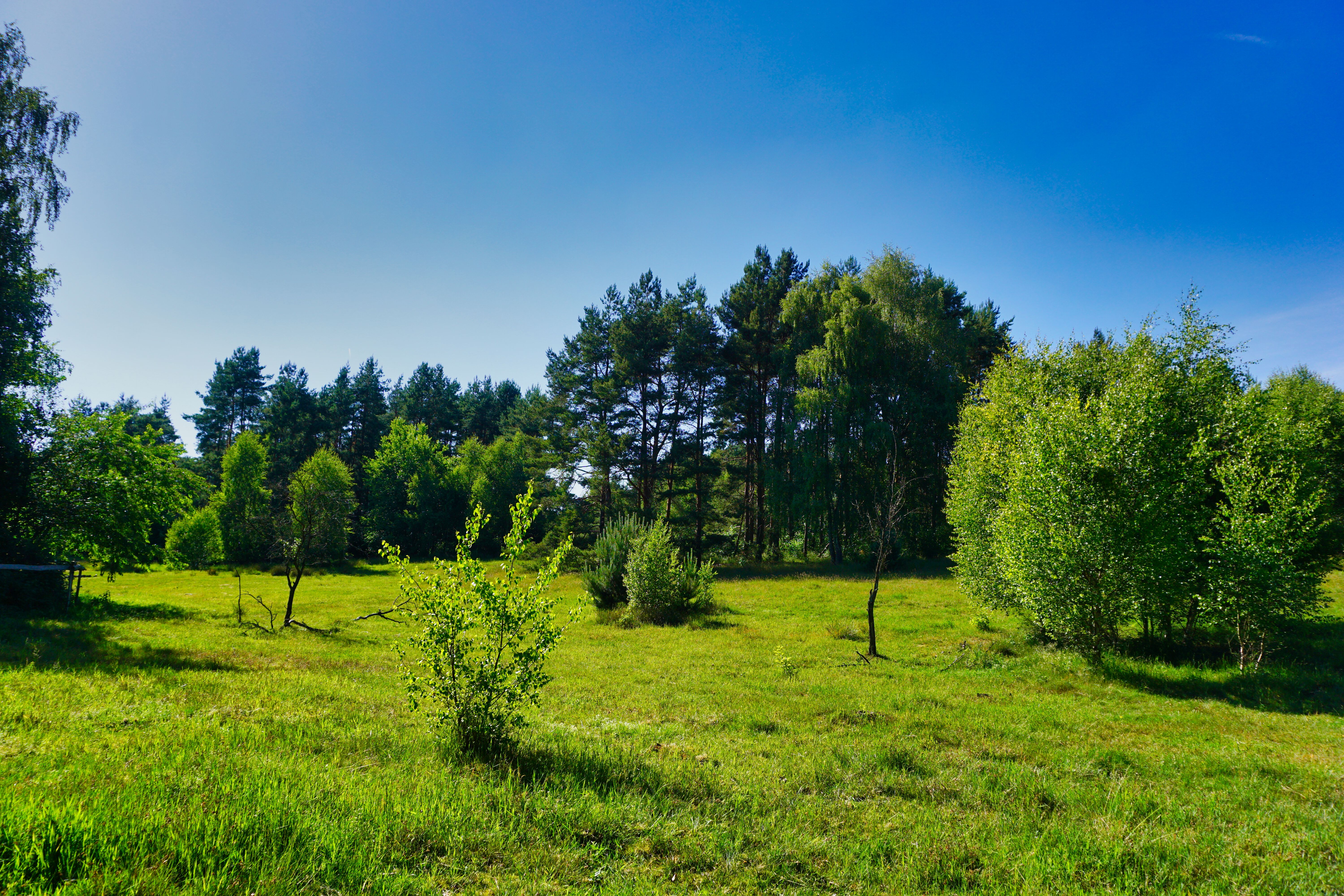 Naturschutzgebiet Moosheide.
