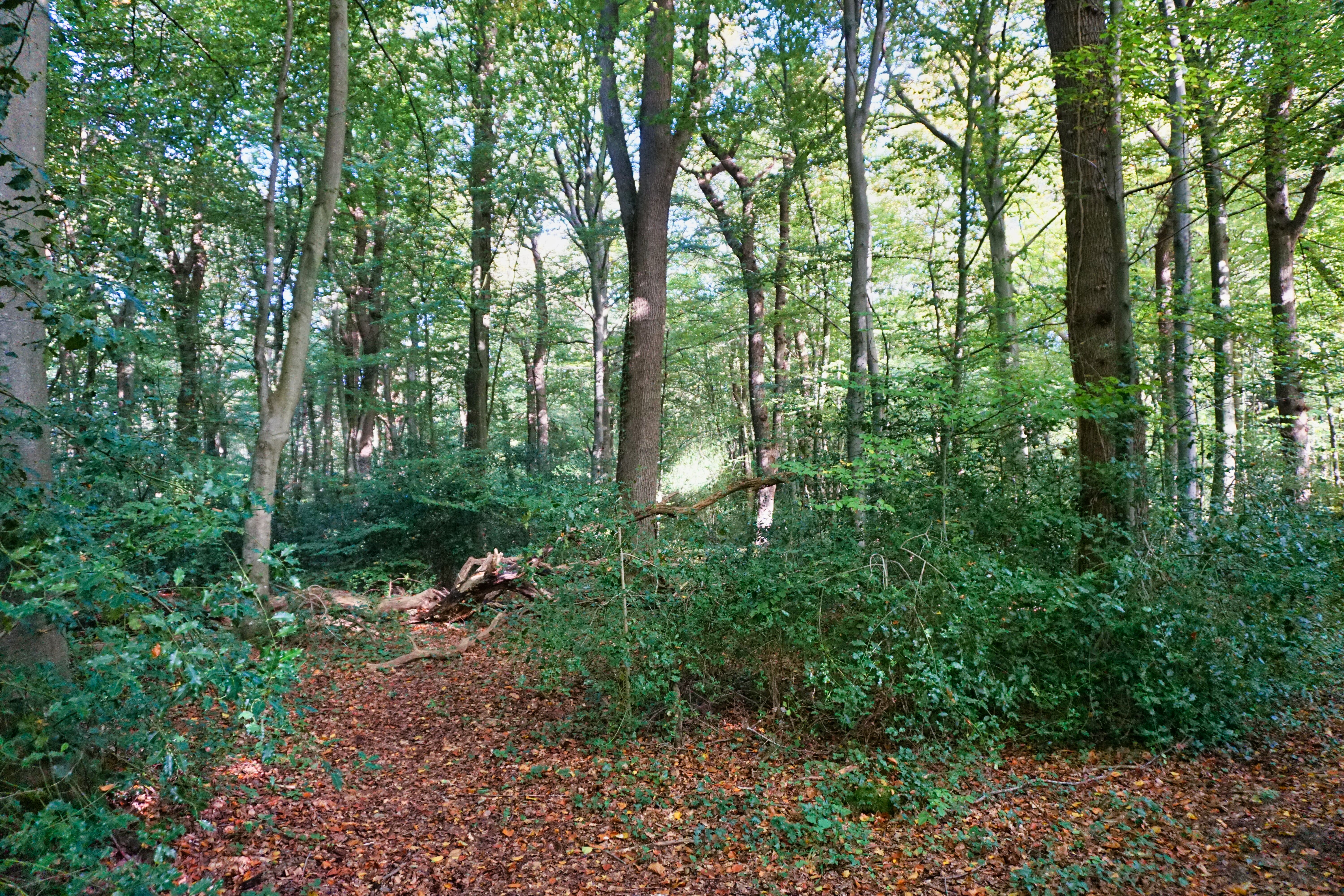 Naturschutzgebiet Neuenburger Holz, Zetel.
