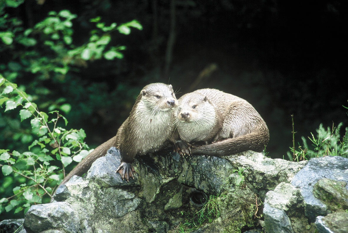 Zwei Otter in der Südheide Gifhorn