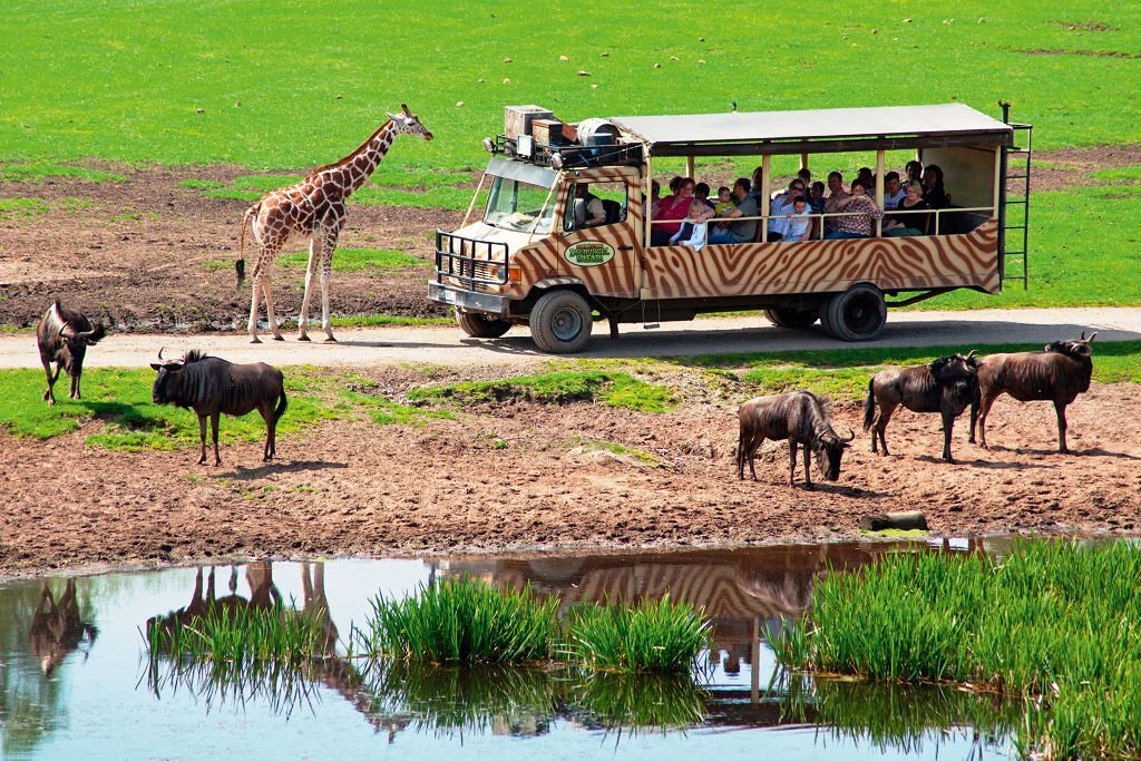 Giraffen und Gnus bei der Dschungel-Safari im Serengeti
