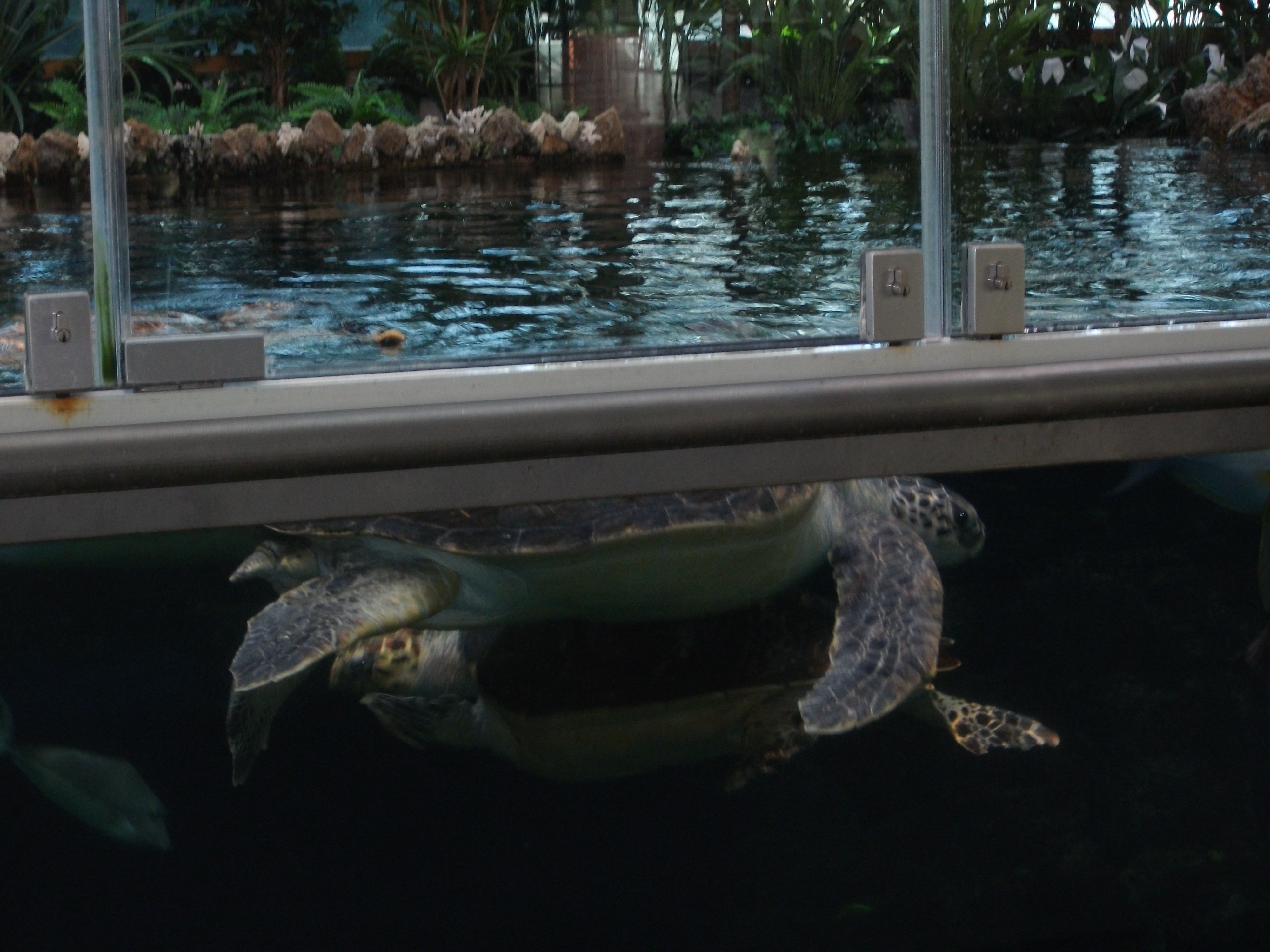 Hier sehen Sie das Schildkröten-Becken im Stralsunder MEERESMUSEUM.
