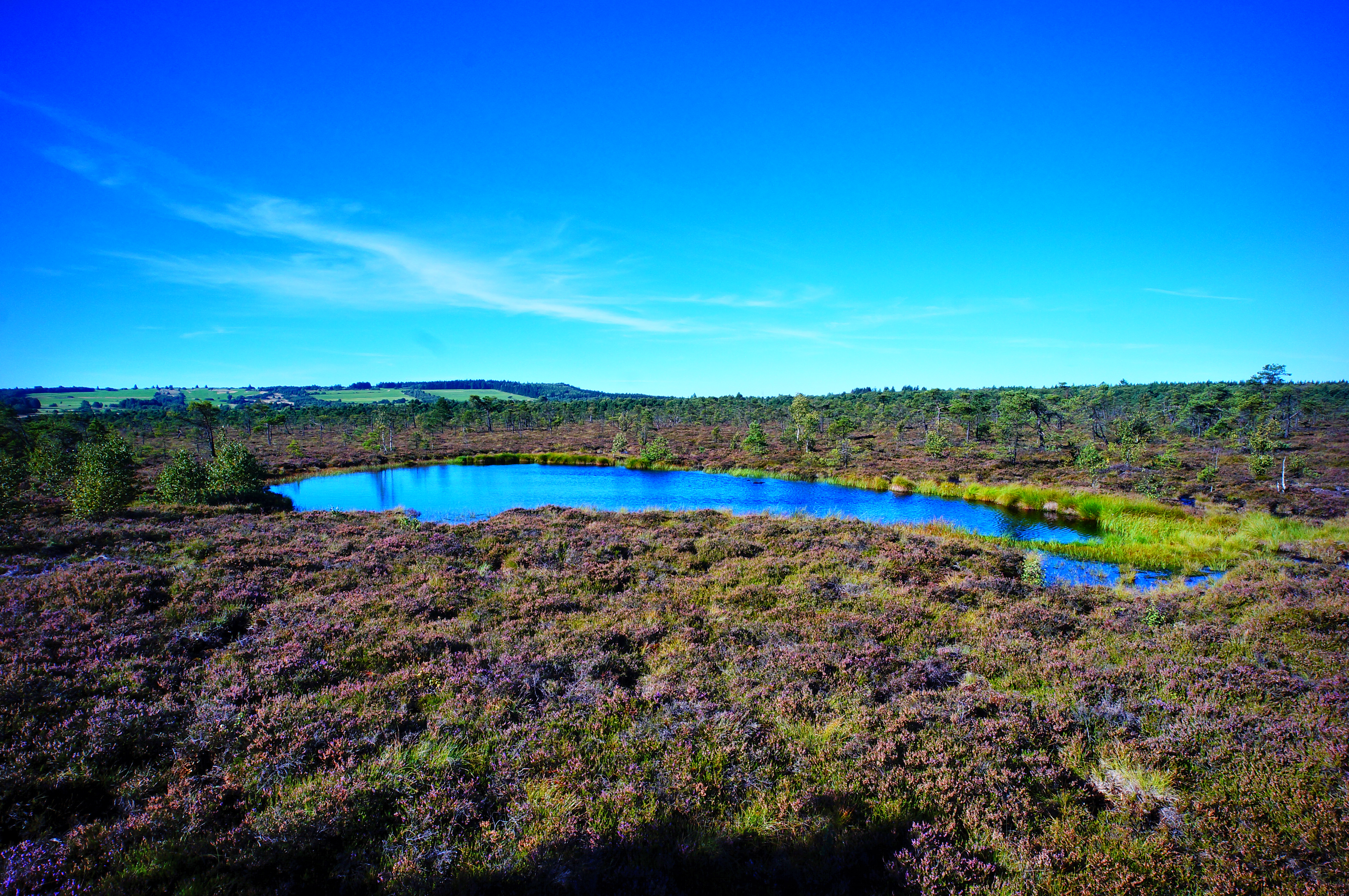Moorauge vom Schwarzen Moor.
