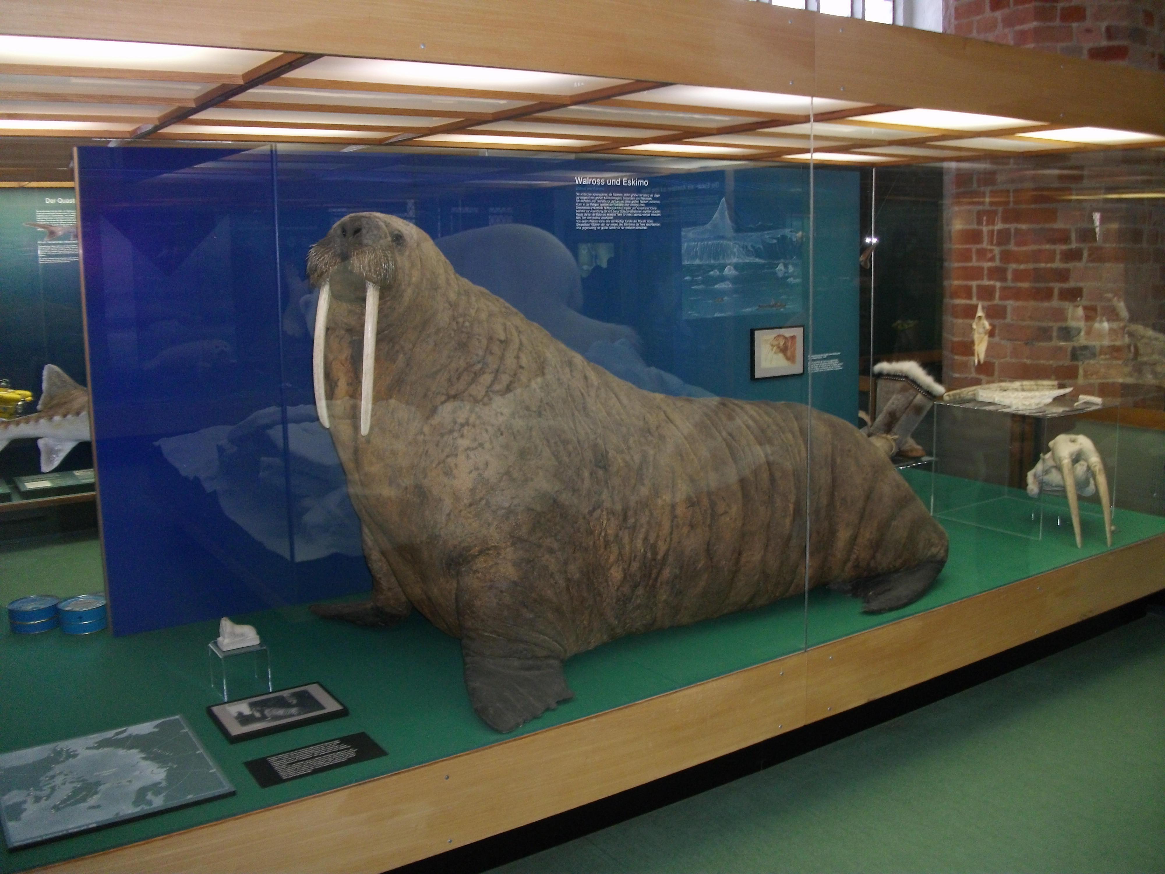 Ein Walross als imposantes Beispiel unserer Meeresbewohner, ausgestellt im Stralsunder MEERESMUSEUM.
