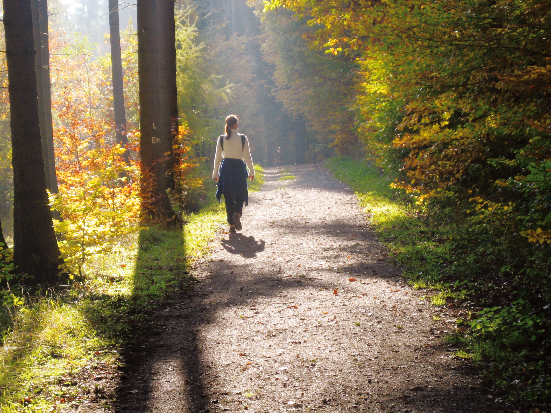 Wanderung im Waldgebiet bei Bad Endbach im Herbst.
