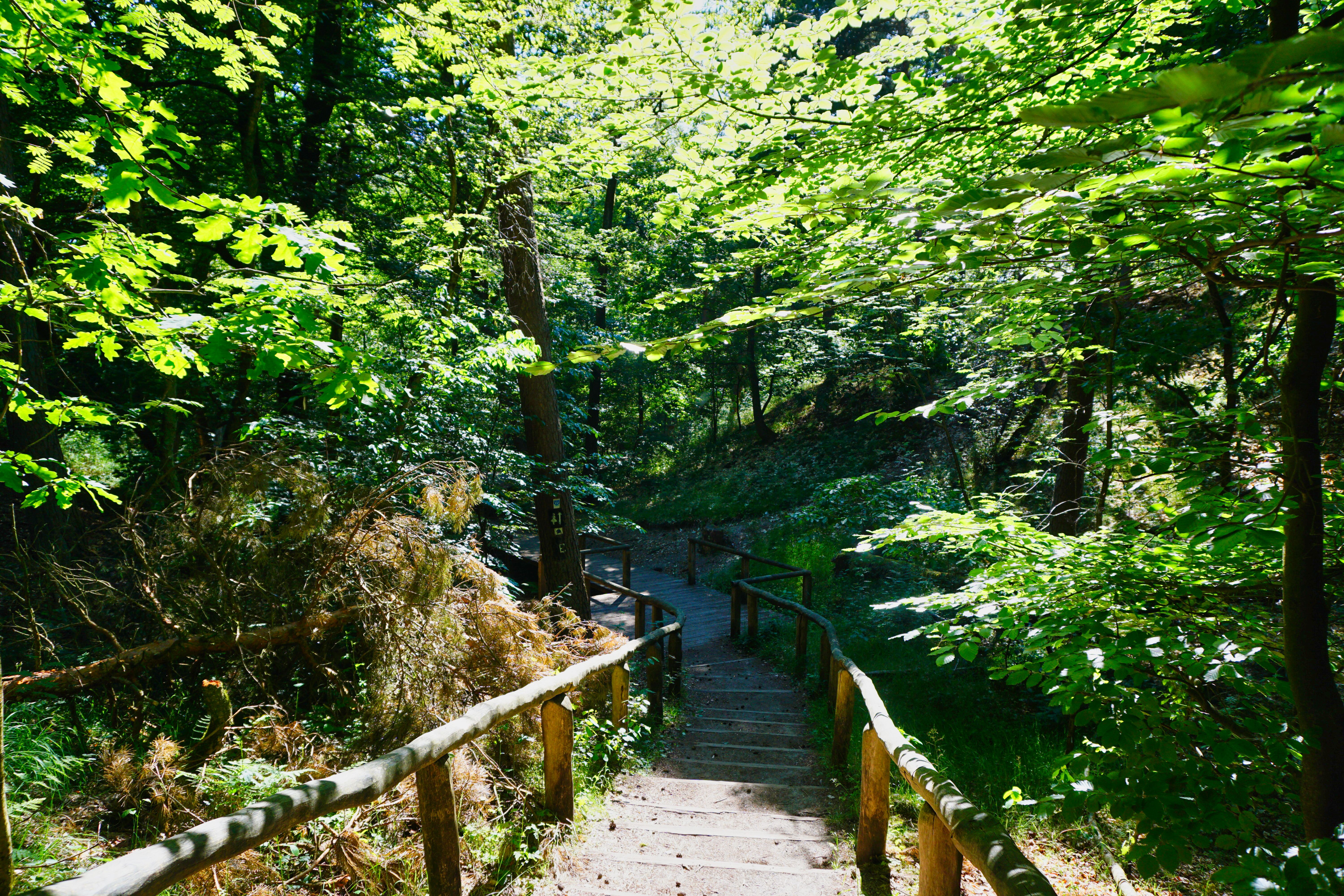 Wanderweg zu den EmsQuellen.
