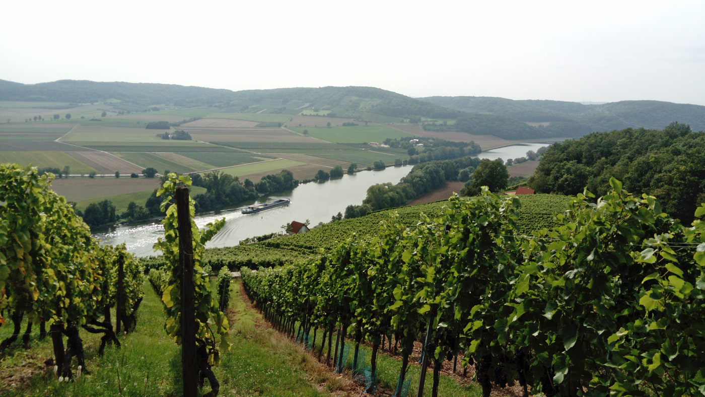 Weinhänge bei Karlstadt/Ortsteil Gambach.
