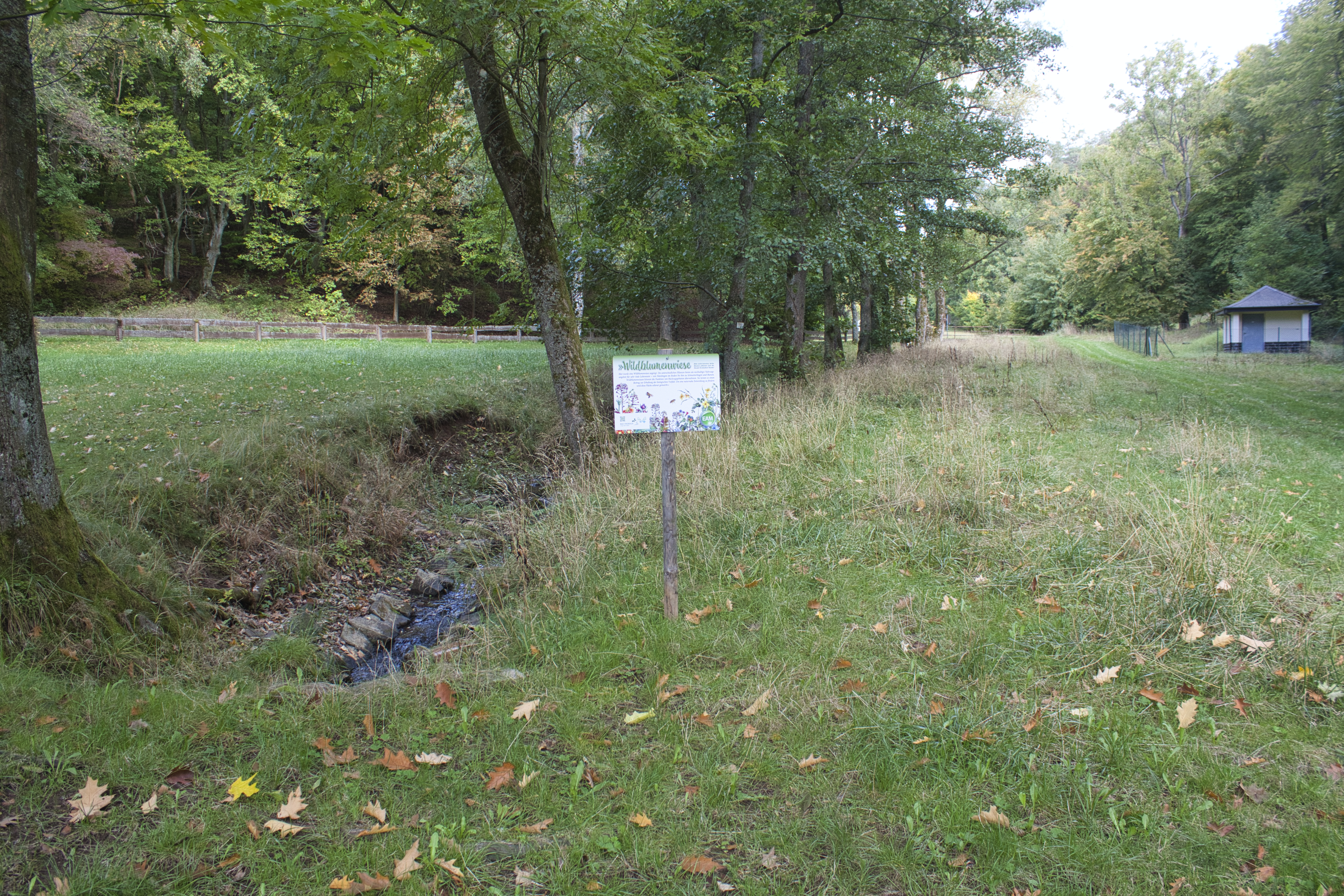 Wildblumenwiese im Herbst neben der Parkanlage mit Tretbecken in Bad Endbach OT Wommelshausen.
