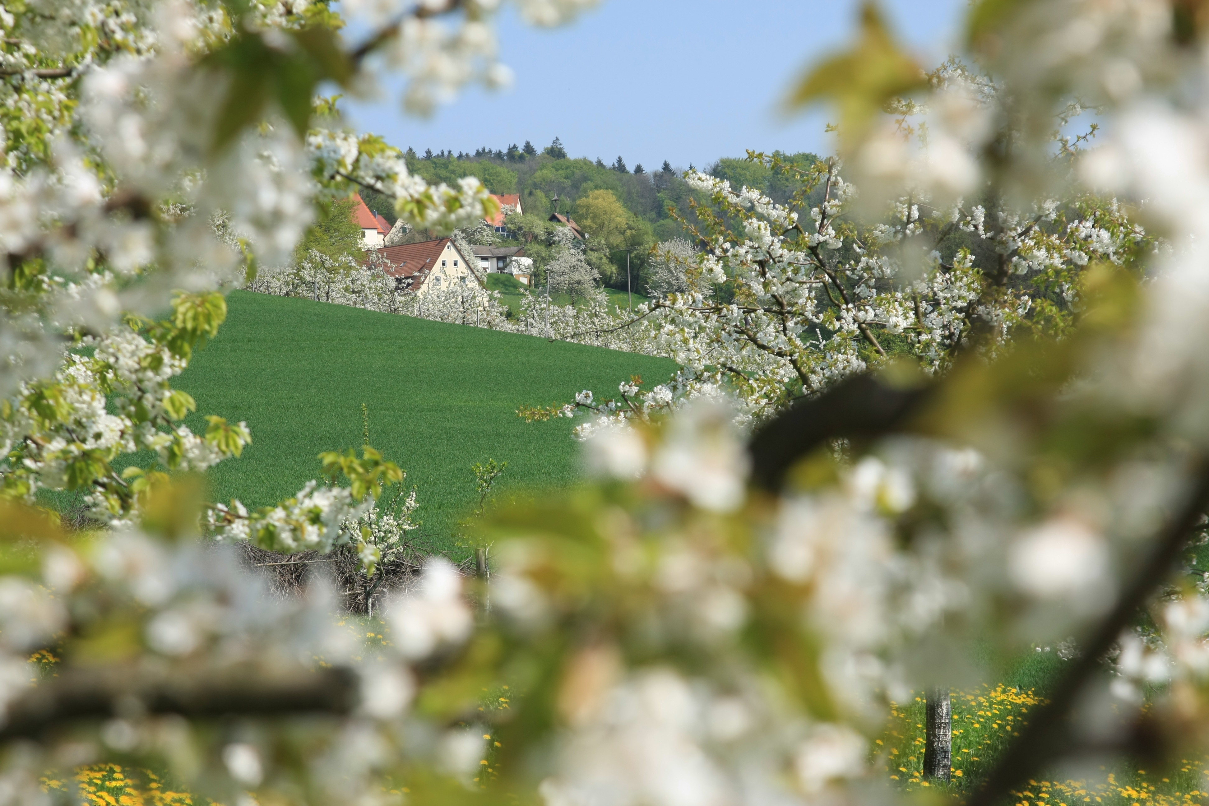 Der Schnaittacher Ortsteil Siegersdorf im Frühling.