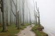 Gespensterwald von Nienhagen im Nebel.
