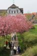 Hotel Fährhaus Kirschenland bei voller Kirschblüte.


