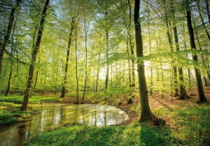 Mecklenburg-Vorpommern punktet mit Welterbe-Buchen und Weltklasse-Eichen und bietet noch mehr