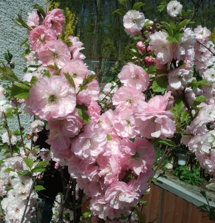 Die Weinstraße blüht rosa -