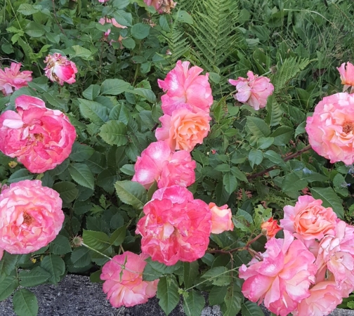 Die Tölzer Rosen- und Gartentage