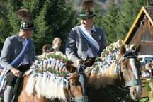 Kuh-Downhill und frisierte Pferde