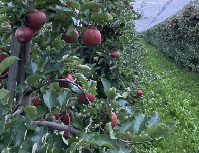 Apfelduft und Alpenpanorama
