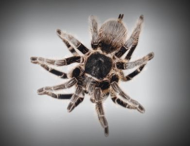 Pfui Spinne!