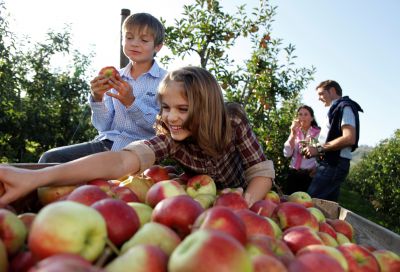 Alles auf Apfel am Bodensee