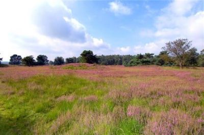 Erikaheide hüllt das Emsland in violettes Blütenmeer