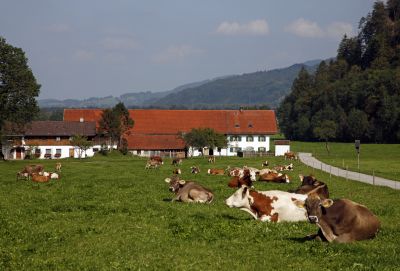 Auf Du und Du mit der Kuh: