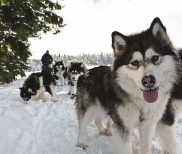 Snow Tubing und Huskytour: