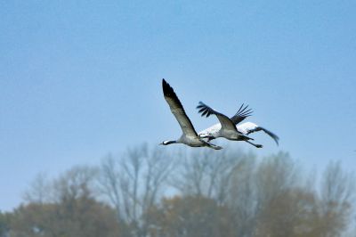 Boten des Frühlings: Die Kraniche kommen