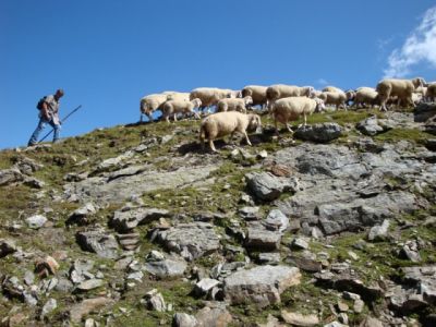 Schafe zählen im Schlaraffenland: