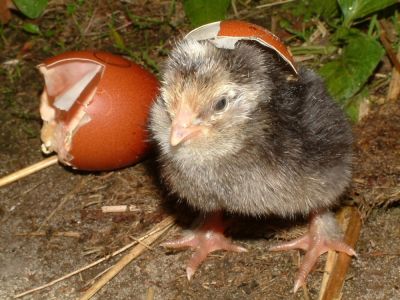 Osterküken beim Schlüpfen zusehen