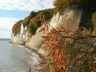 Zur Sanddornernte nach Rügen