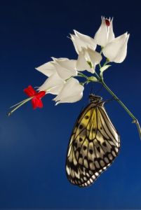 Schmetterlinge im Jahreslauf