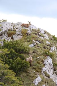 Und täglich grüßt der Steinbock: Wanderherbst in Lenggries