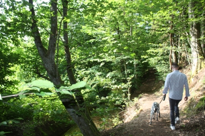 Wellnessurlaub mit Hund im Schwarzwald: