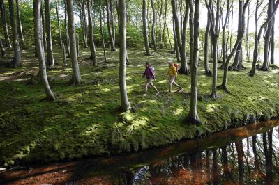 Reportage: Das Lied der Wälder