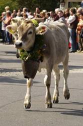 Tierischer Catwalk