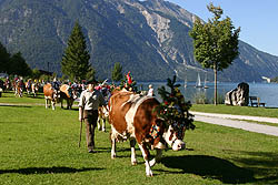 Herbstidylle: Wandern und Almabtriebe am Achensee