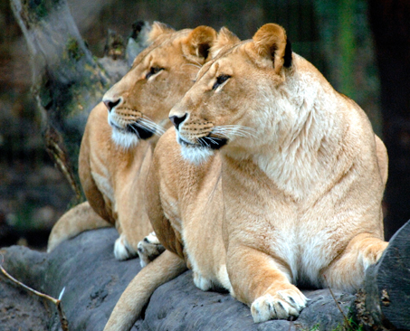 28. Mai: Zoologischer Garten Rostock