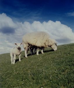 Amrum feiert wieder rund ums Schaf
