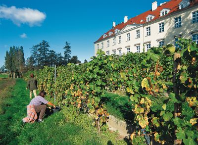 Auf dem größten norddeutschen Weingut hat die Lese begonnen