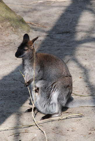 31. Oktober: Tierpark Ueckermünde