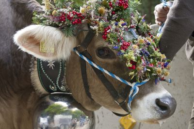 Viehscheid im Allgäu