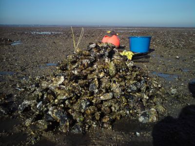 Aus dem Wattenmeer auf den Teller