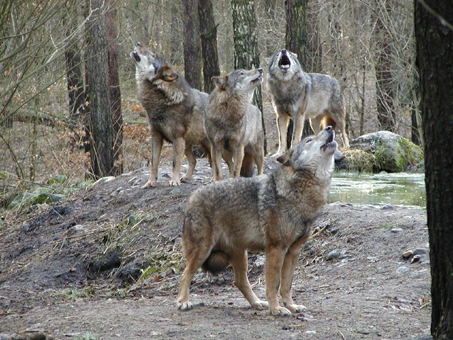 Lange Nacht der Tiere am 22. Mai