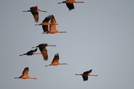 Zugvogelparadies Rügen-Bock-Region